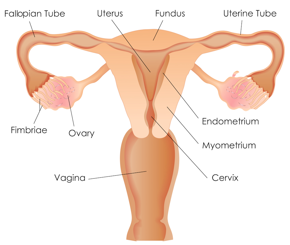 Reproductive System Worksheet 5 Answers